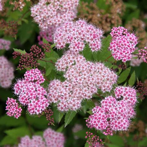 Unveiling the Mystical Powers of Spirea Japonica in Cancer Care
